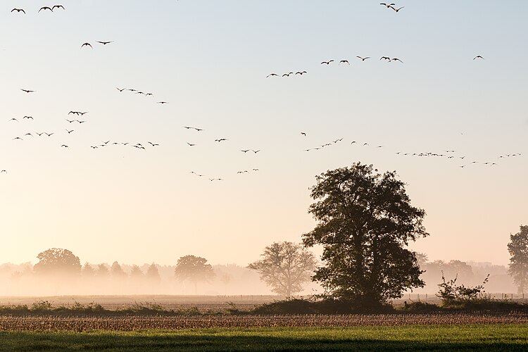 Летящие гуси на фоне рассветного неба в окрестностях Дюльмена, Северный Рейн-Вестфалия