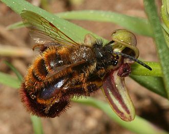 The pollinating wasp Dasyscolia ciliata in pseudocopulation with a flower of Ophrys speculum Dasyscolia ciliata.jpg