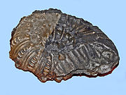 Douvilleiceras inaequinodum的化石
