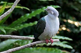 Burung Pergam Besar - Wikipedia Bahasa Melayu, ensiklop