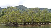 Miniatura para Bosques húmedos del Chocó-Darién