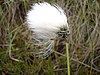 Eriophorum angustifolium