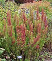 Eupatorium capillifolium suga "Elegant Feather"