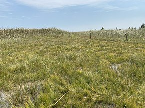 Small extreme rich fen in southwestern Minnesota. The white flowers, Parnassia glauca, are a fen indicator species in Minnesota. Extreme Rich Fen.jpg