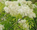 Floraroj de orno (speco de frakseno) (Fraxinus ornus)