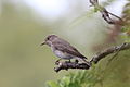 Muscicapa striata