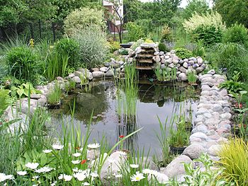 A small pond or water garden in a private residence Garden pond 1.jpg