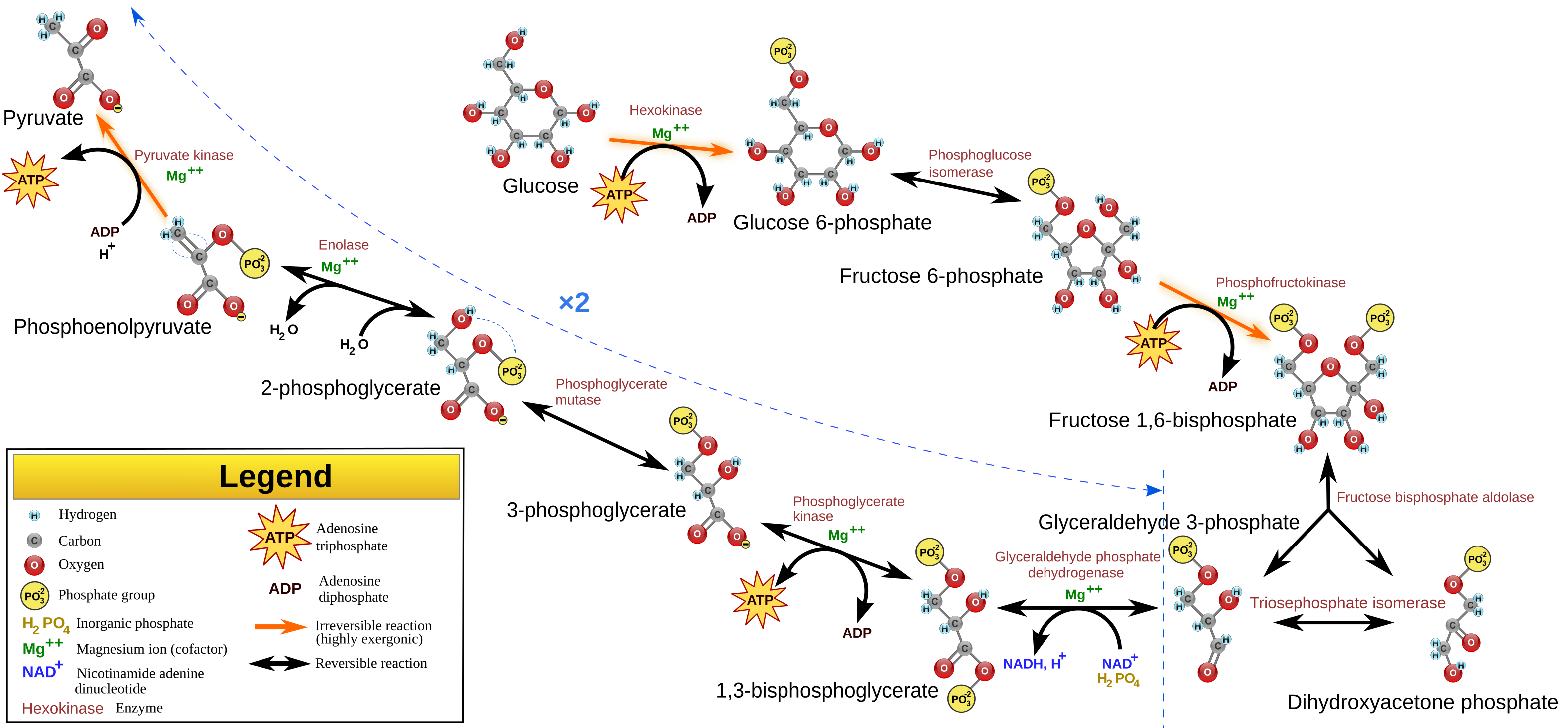 Glycolysis/Gluconeogenesis pathway