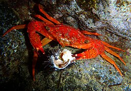 Gonioinfradens paucidentatus dégustant un oursin