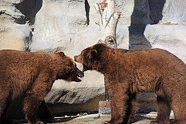 Grizzlybären (Ursus arctos horribilis)