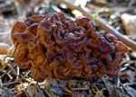 Vignette pour Gyromitra esculenta