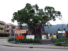 Hong Kong Well-wishing Festival involves locals throwing their wishes onto a wishing tree.[48]