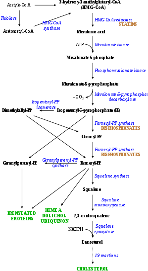 The HMG-CoA reductase pathway, which is blocked by statins via inhibiting the rate limiting enzyme HMG-CoA reductase. HMG-CoA reductase pathway.svg