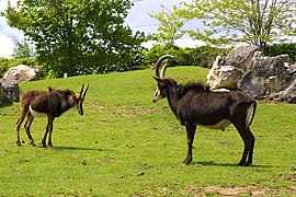 Des hippotragues noirs.