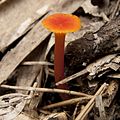 Hygrocybe cantharellus.