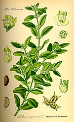 Buxaceae