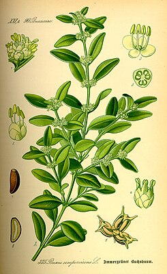 Boksbuum (Buxus sempervirens)