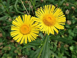 頭花の縁につく舌状花は1列。