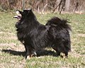 Finnischer Lapphund