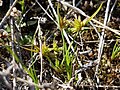 Kopf-Binse (Juncus capitatus)