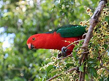 King Parrot in South-East Queensland.jpg