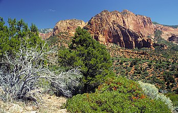 Paysage dans les canyons de Kolob (parc national de Zion, dans l'Utah). (définition réelle 2 087 × 1 330)