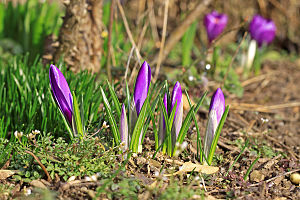 purple crocuses with closed bloom Français : D...