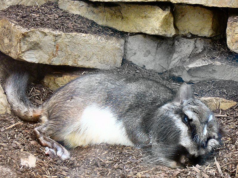 Plik:Lagostomus maximus-1-WilhelmaZoo-Stuttgart.JPG