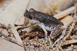 Leptobrachella fuliginosa