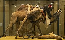 Lion Attacking a Dromedary Diorama, was found to contain unidentified human remains in 2017. This has brought up concerns of whether it is ethical to display these remains. Carnegie Museum of Natural History, Pittsburgh, PA. Lion Attacking a Dromedary full.jpg