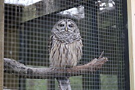 Magnolia Plantation Zoo