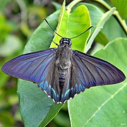 Mangrove skipper butterfly