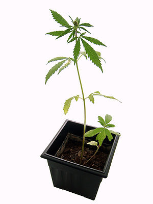 English: Marijuana plant. Español: Planta de m...