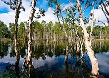 Wetland of Wasur National Park Melaleuca.Sp lahan basah TN Wasur.jpg