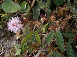 Mimosa pudica, tuktunkuna, iskayphuru raphinkuna