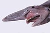 Head of a Goblin shark