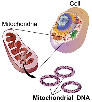 Mitochondrial DNA is the small circular chromosome found inside mitochondria. These organelles, found in all eukaryotic cells, are the powerhouse of the cell. The mitochondria, and thus mitochondrial DNA, are passed exclusively from mother to offspring through the egg cell. Mitochondrial DNA lg.jpg