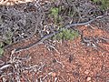 Morelia spilota imbricata est un python non venimeux, mais sa morsure peut facilement s'infecter: ne pas manipuler.