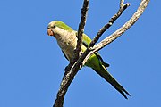 A green parrot with a white head and chest, a light-green belly, blue-tipped wings and a blue-tipped tail