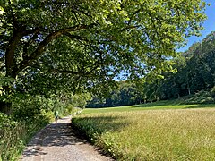 Wanderweg zwischen Auwald und Wiesen am östlichen Hang