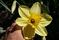 Narcissus jonquilla o narciso giunchiglia