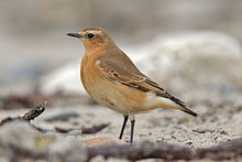 Northern wheatear Oenanthe oenanthe.jpg