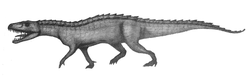 Saurosuchus galilei