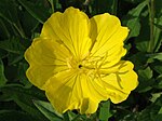 Oenothera macrocarpa