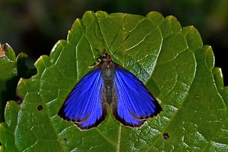 Dorsal view (male)