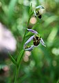 Bienen-Ragwurz (Ophrys apifera)