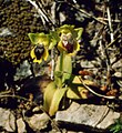 Gelbe Ragwurz (Ophrys lutea subsp. galilaea)