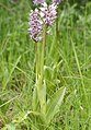 Orchis simia (habitus). 
 jpg