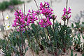 Oxytropis kobukensis