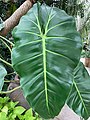 Philodendron sagittifolium